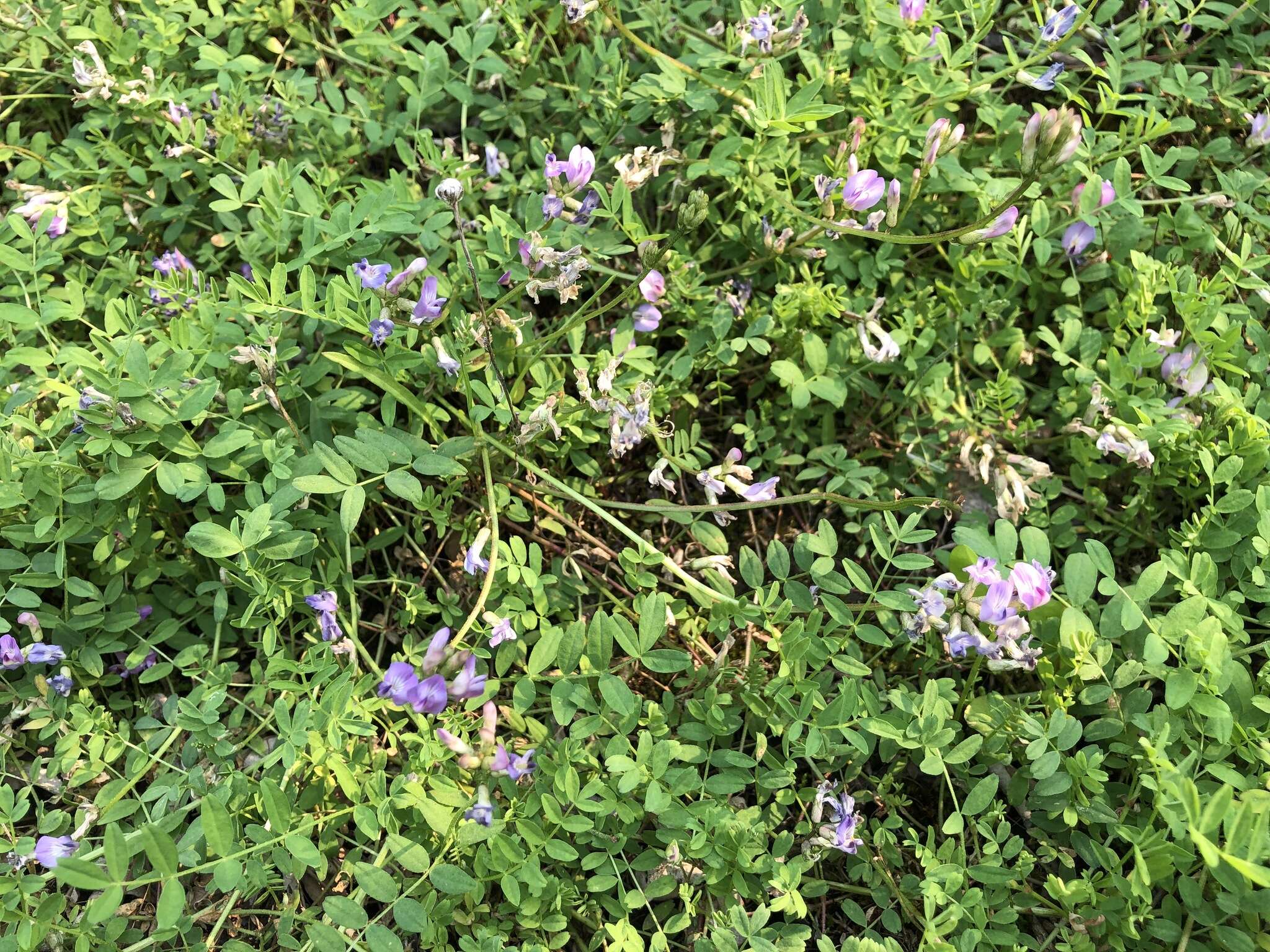 Image of Bodin's Milk-Vetch