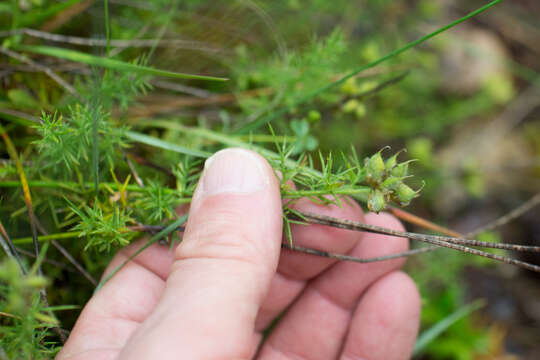 Image of Genista hispanica L.