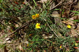 Image of Pultenaea forsythiana