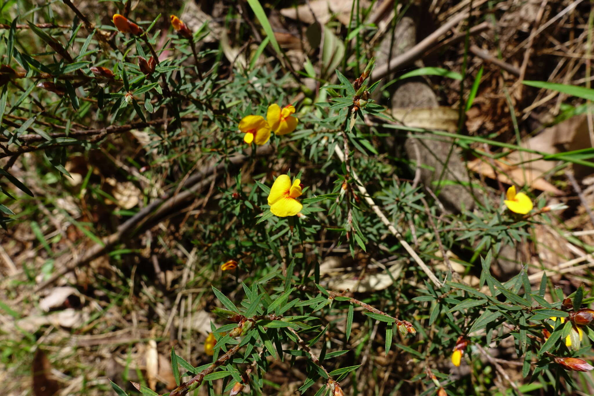 Image of Pultenaea forsythiana