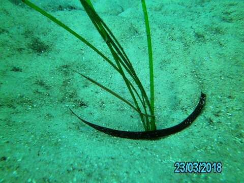 Image of Gulf pipefish