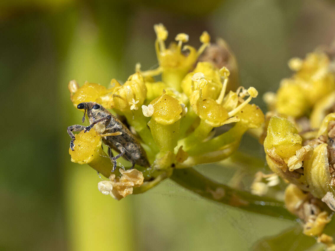 Слика од Lixus brevirostris Boheman 1836