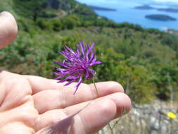 Image de Crupina crupinastrum (Moris) Vis.