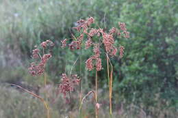 Imagem de Scirpus lushanensis Ohwi