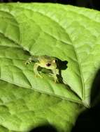 Image of Glass frog