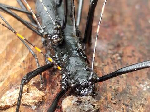 Image of Atratomorpha similia Conle, Hennemann & Gutiérrez 2011