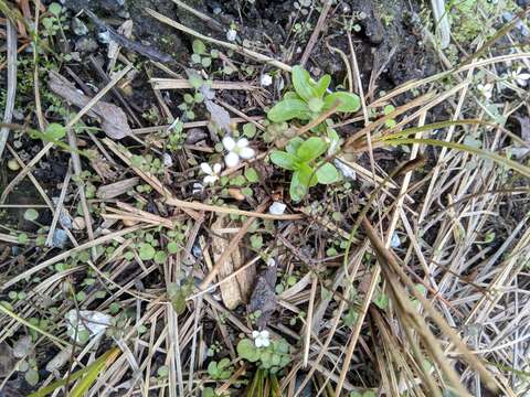 Image of Cardamine corymbosa Hook. fil.