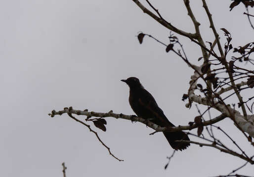 Image of Melanoptila Sclater & PL 1858