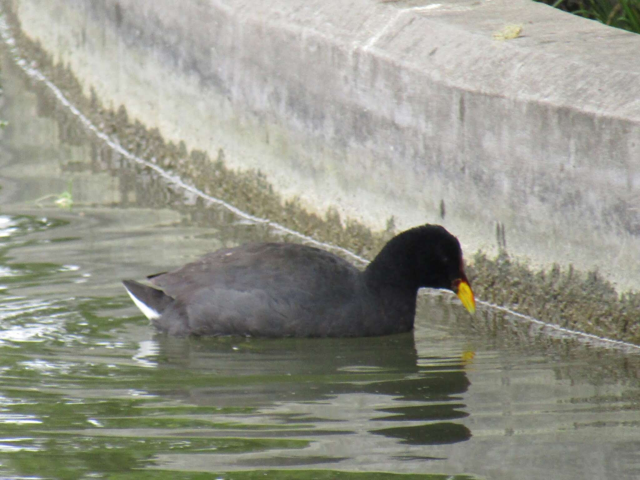 Image of Red-fronted Coot