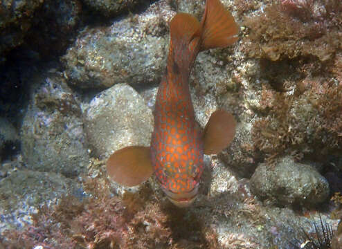 Epinephelus akaara (Temminck & Schlegel 1842) resmi