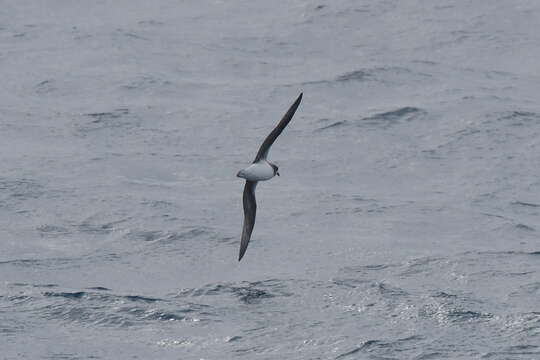 Image of Soft-plumaged Petrel