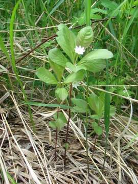 صورة Lysimachia europaea var. arctica (Fisch. ex Hook.)