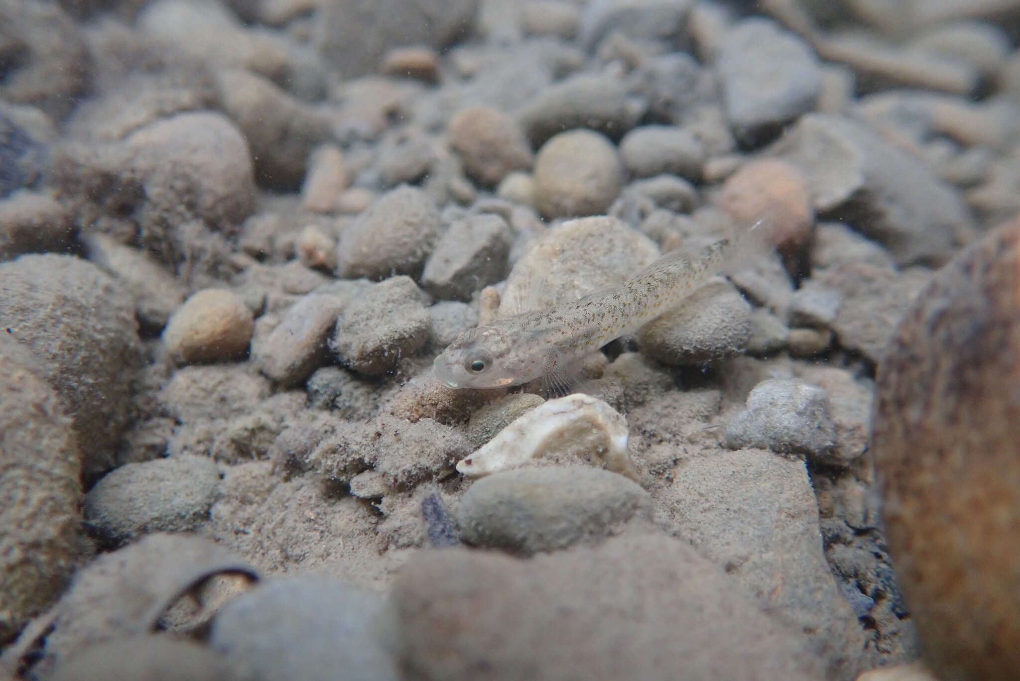 صورة Rhinogobius rubromaculatus Lee & Chang 1996