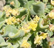 Image of Tetragonia decumbens Mill.