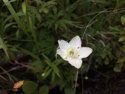 Image of fen grass of Parnassus