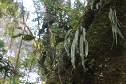 Imagem de Asplenium ensiforme Wall.