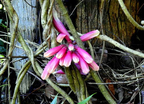 صورة Tecomanthe dendrophila (Bl.) K. Schum.