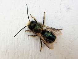 Image of <i>Osmia <i>lignaria</i></i> lignaria