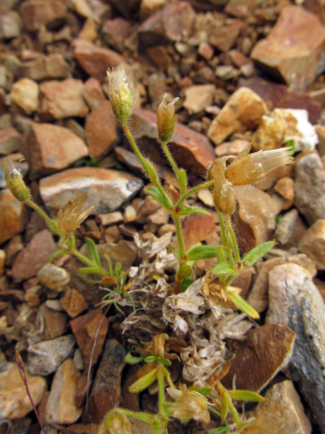 Image of Aleutian chickweed