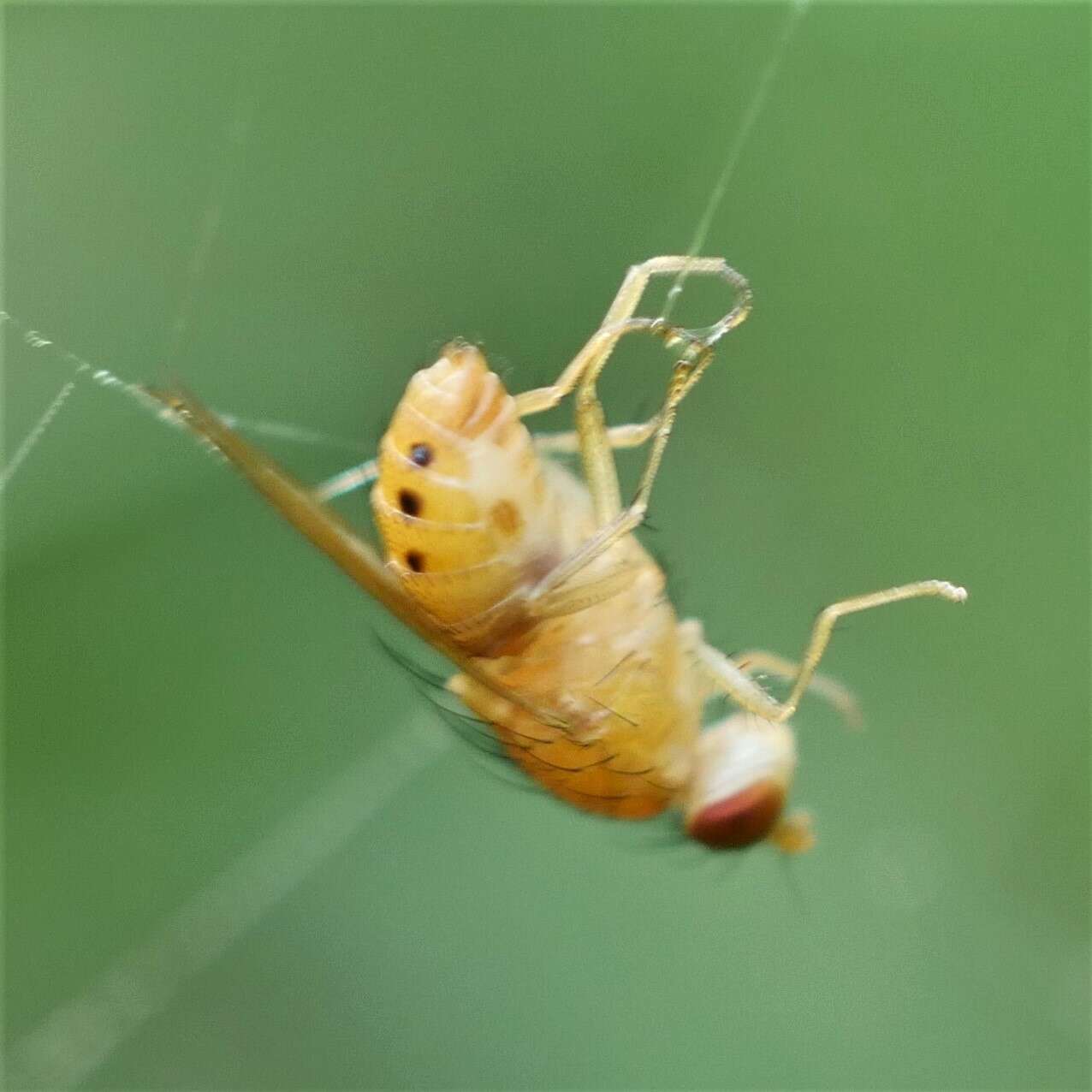 Image of Sapromyza sexpunctata Meigen 1826