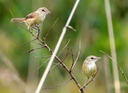 Image of Rufous-sided Pygmy Tyrant