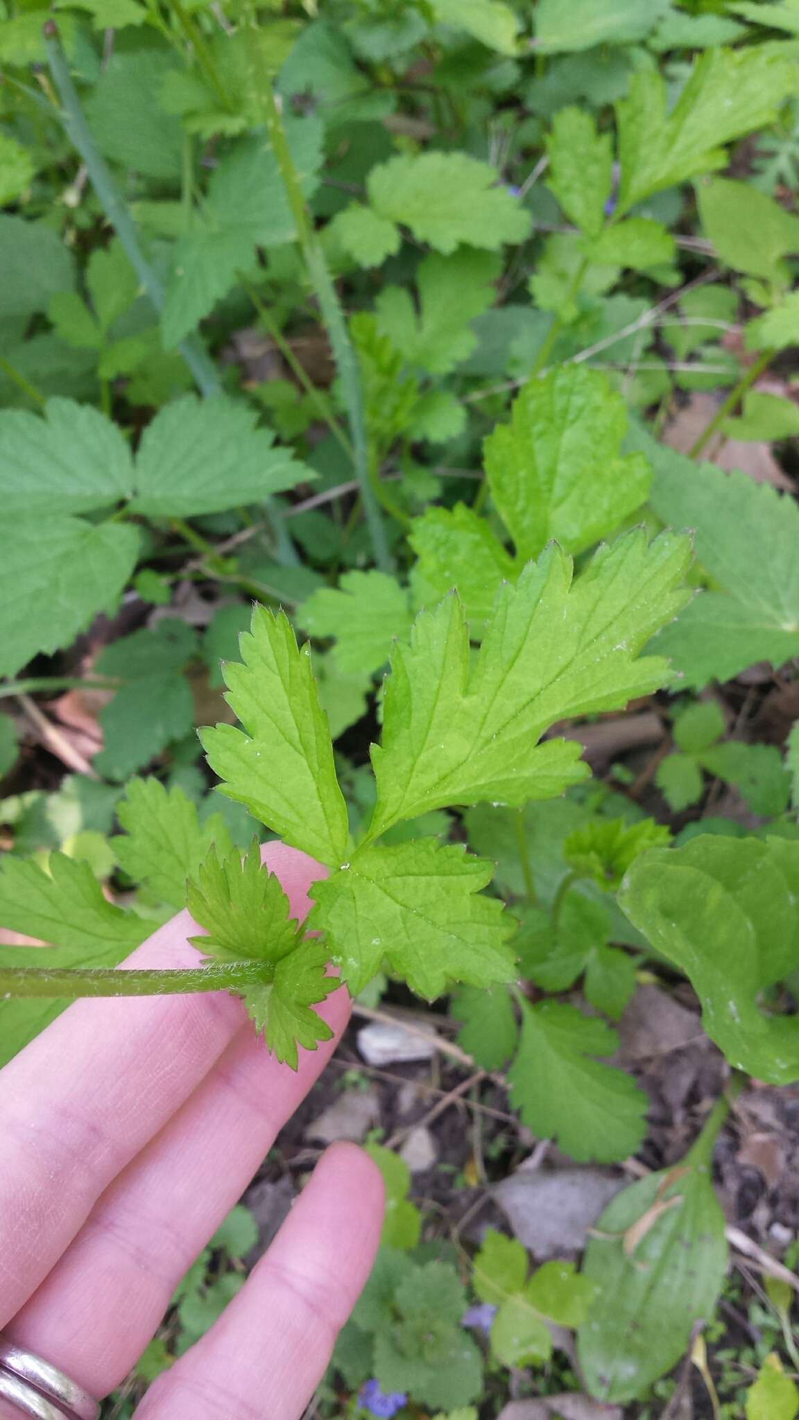 Image of spring avens