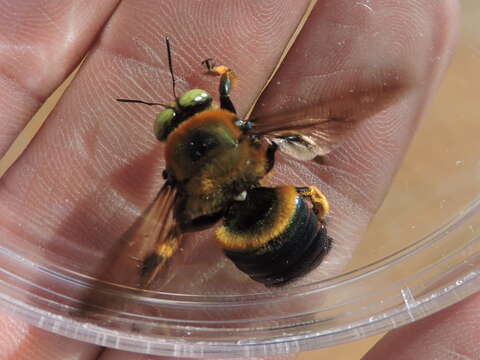 Image of large carpenter bee