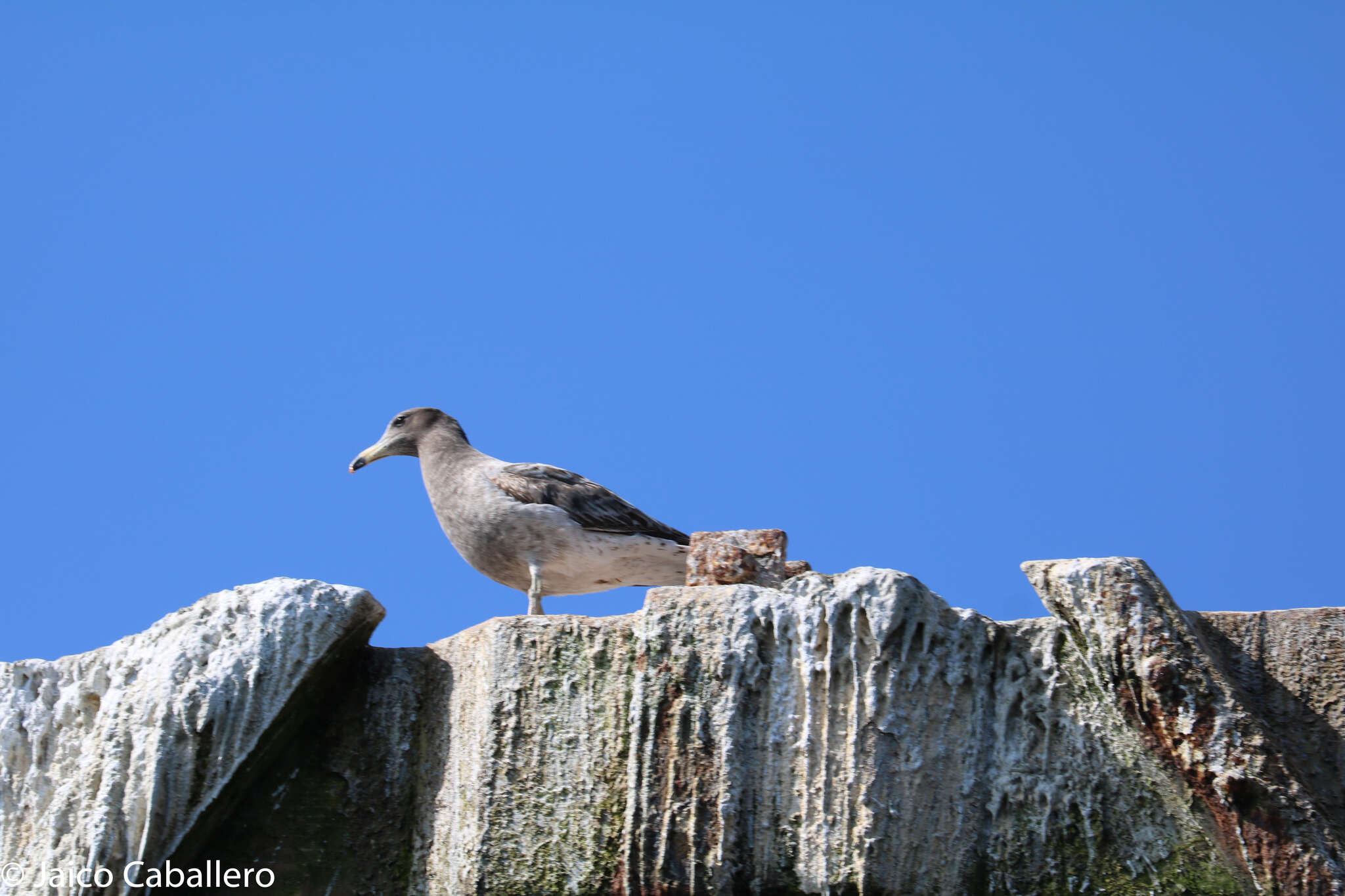 Image of Belcher's Gull