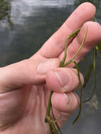 Image of grassleaf mudplantain