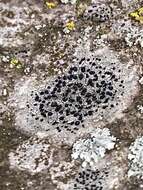 Image of lecidella lichen