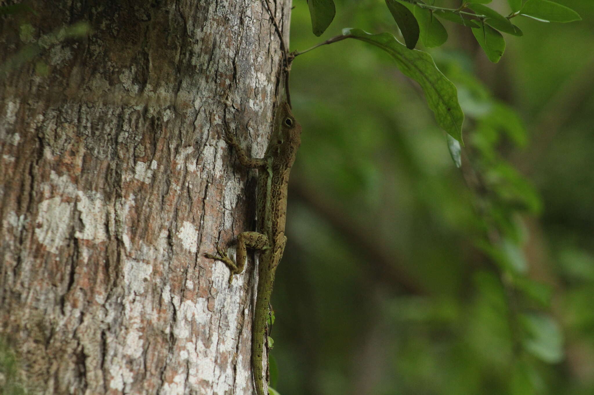 Image of Anguilla Bank Anole