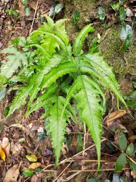 Image of Tectaria subtriphylla (Hook. & Arn.) Copel.