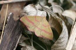 Rhodostrophia calabra Petagna 1787 resmi