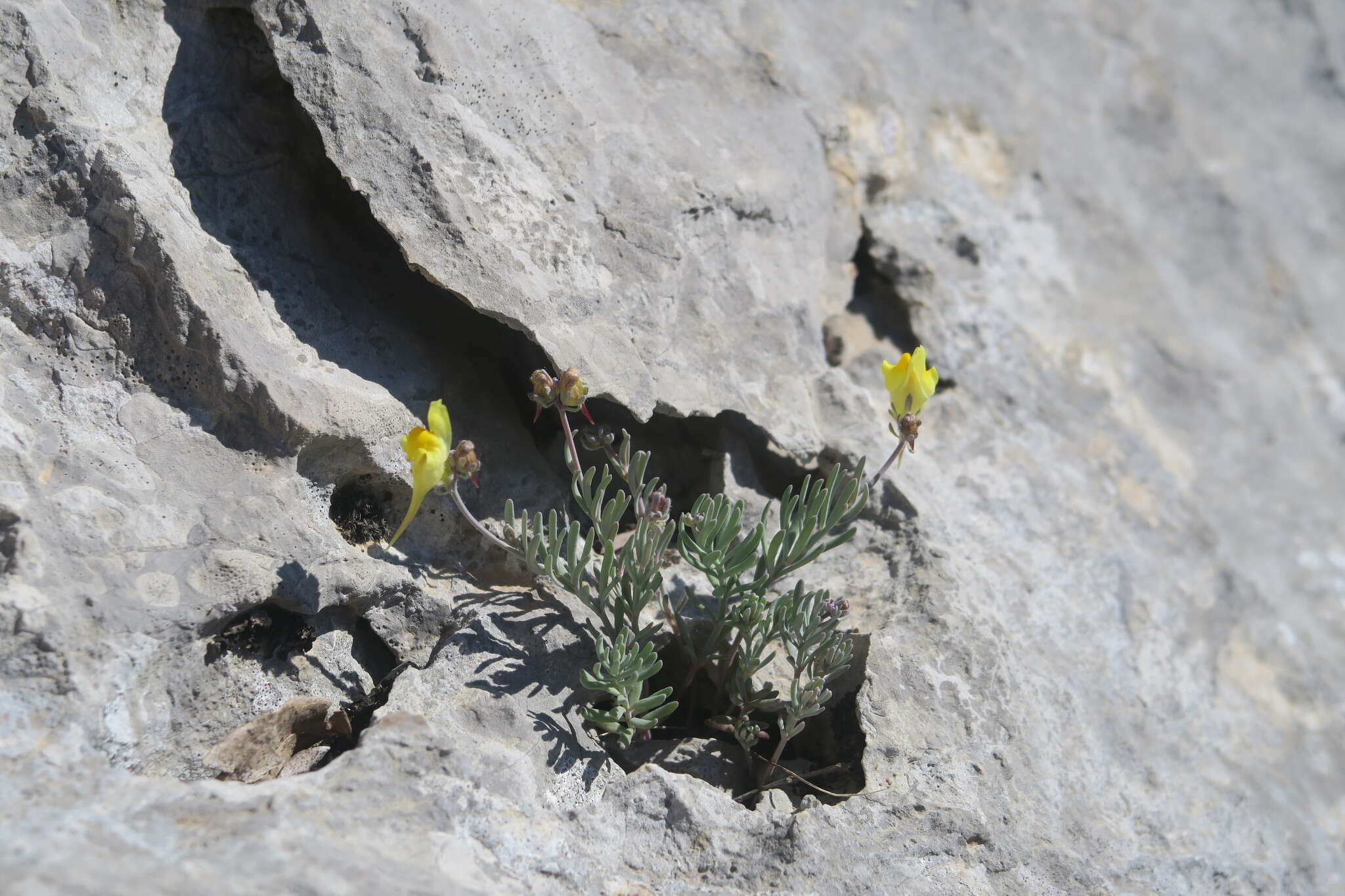 صورة Linaria supina (L.) Chaz.