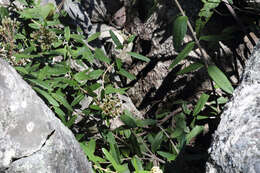 Image of Olearia oppositifolia (F. Müll.) N. S. Lander