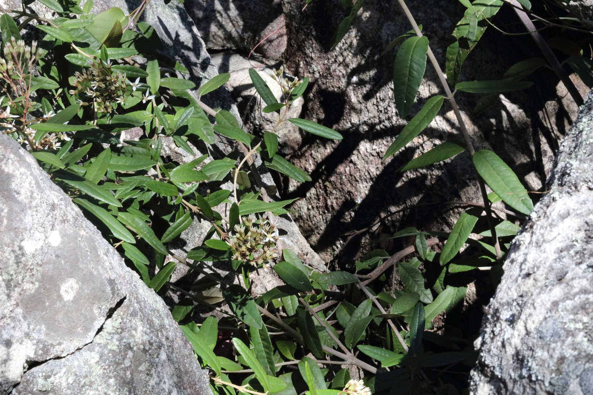 Image of Olearia oppositifolia (F. Müll.) N. S. Lander