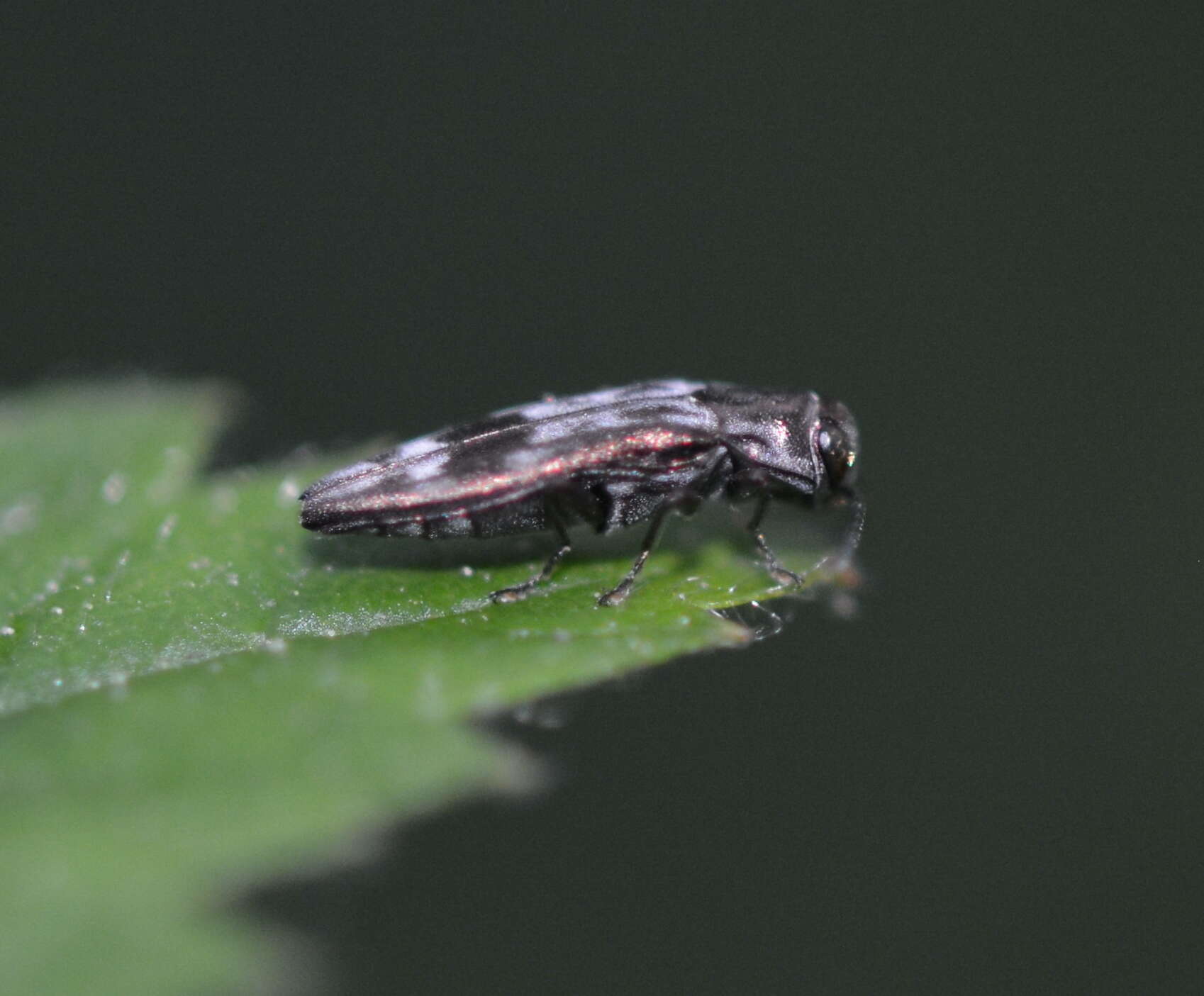 Image of <i>Agrilus <i>lecontei</i></i> lecontei