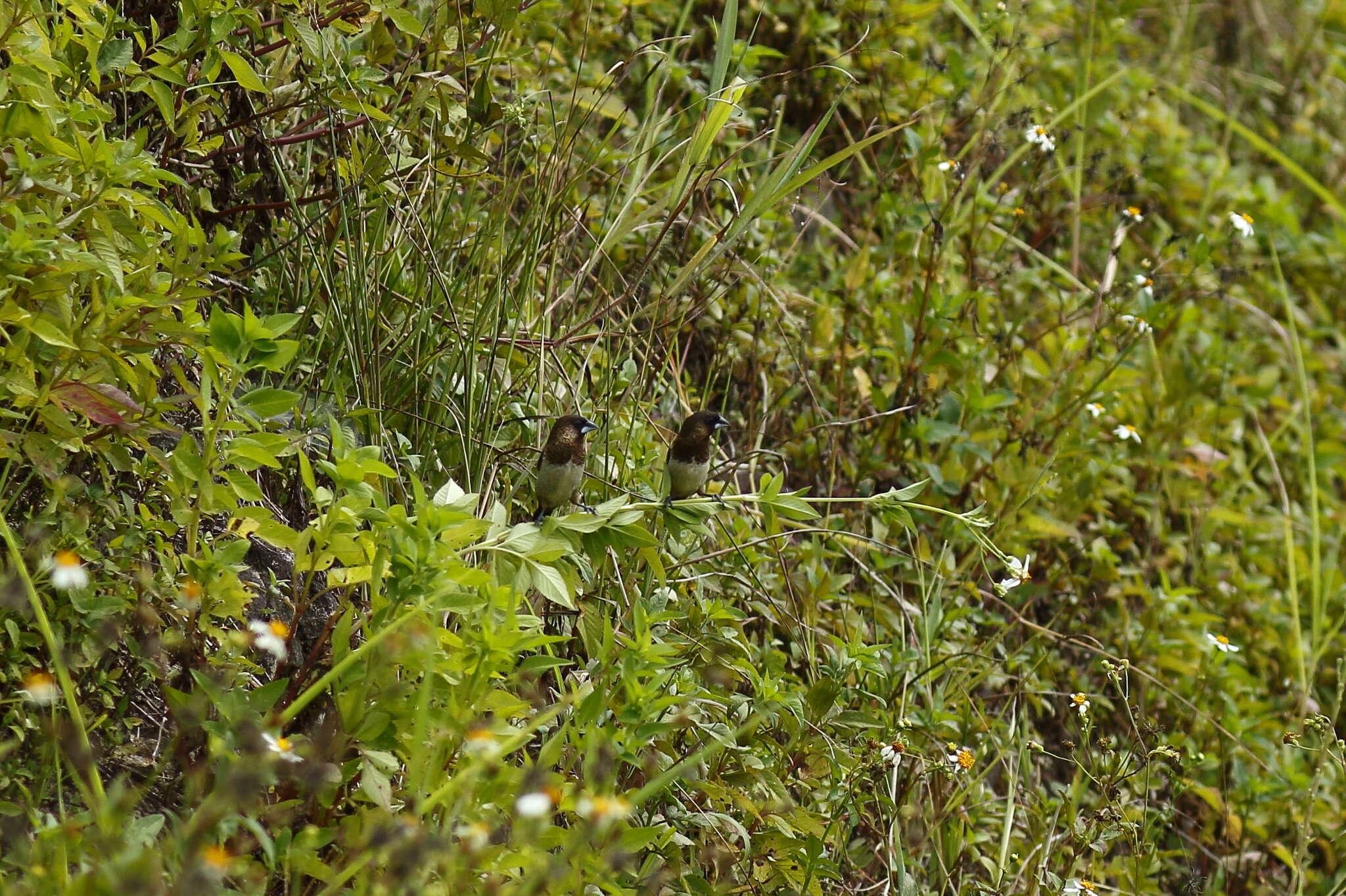 Image of White-rumped Munia