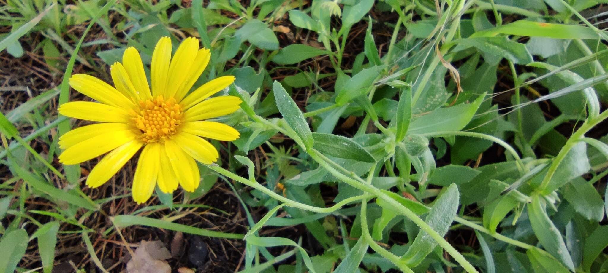 Image of Calendula suffruticosa Vahl