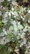 Imagem de Barleria longiflora L. fil.