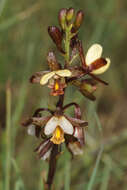 Image de Eulophia tenella Rchb. fil.