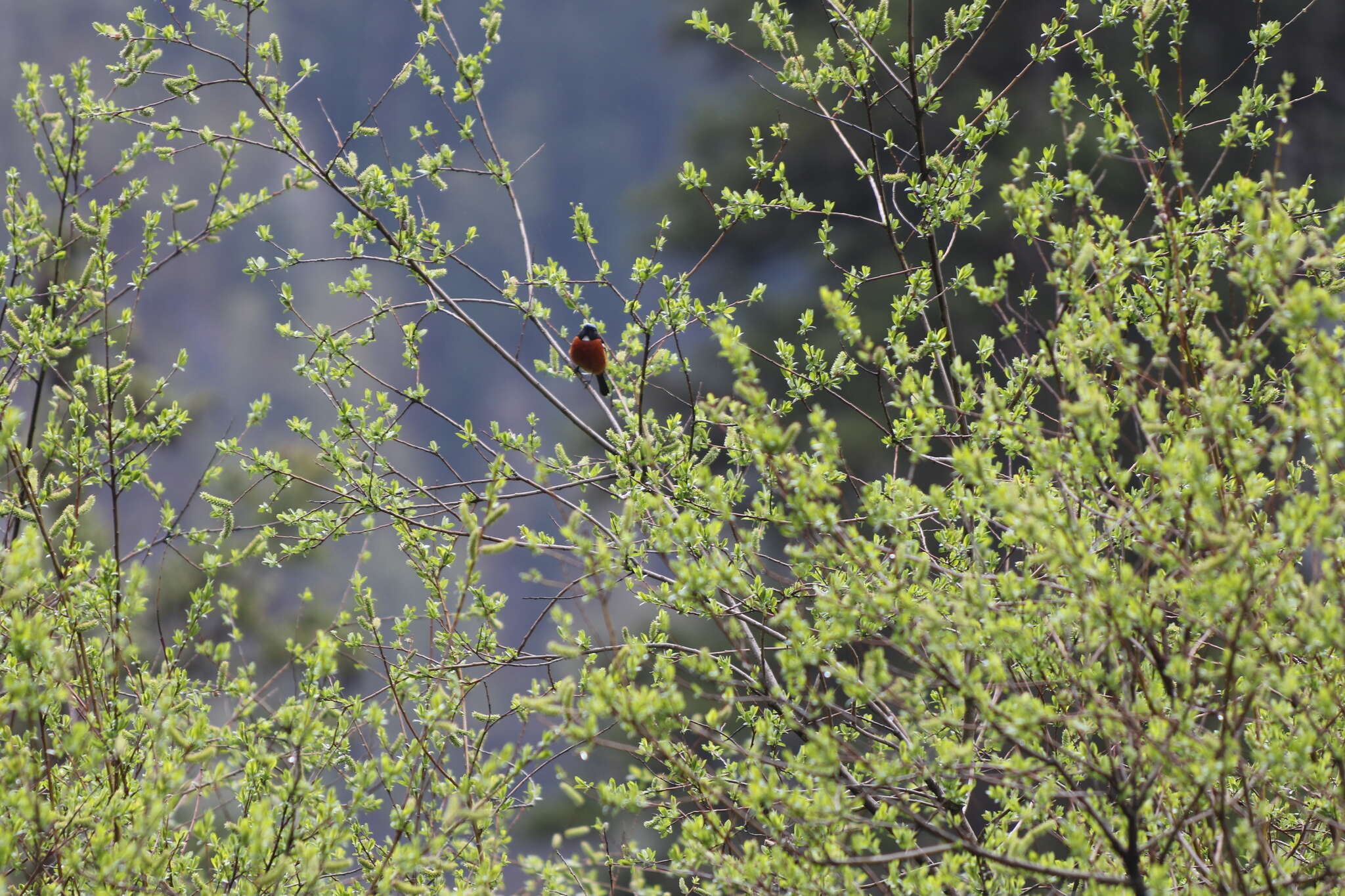 Image of White-throated Redstart