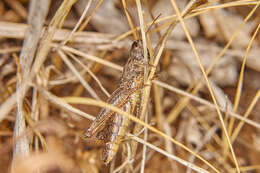 Image de Chorthippus (Glyptobothrus) dubius (Zubovski 1898)