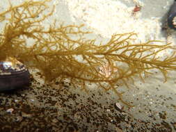Image of Haplogloia andersonii