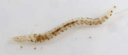 Image of Chironomidae