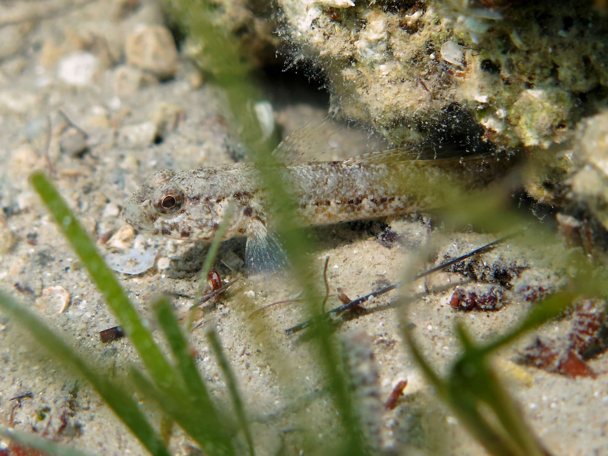 Image of Couch's Goby