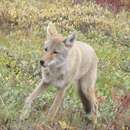 Sivun Canis latrans incolatus Hall 1934 kuva