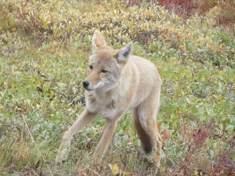 Imagem de Canis latrans incolatus Hall 1934