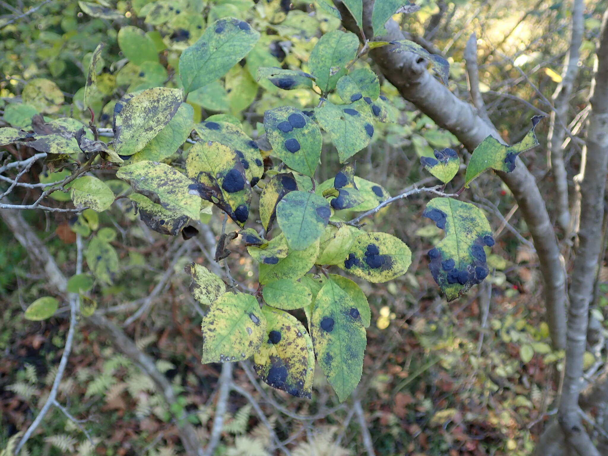 Image of Ilex serrata Thunb.