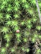 Image of Haller's bartramia moss